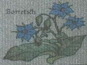 Borretsch