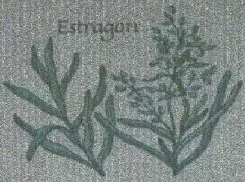 Estragon